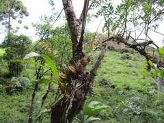 Specklinia grobyi