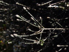 Helichrysum dimorphum