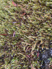 Racomitrium lawtonae