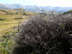 Helichrysum dimorphum