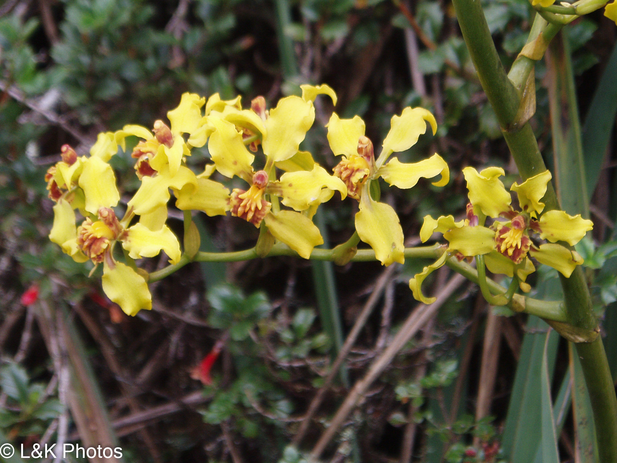Cyrtochilum compactum (Rchb.f.) Dalström