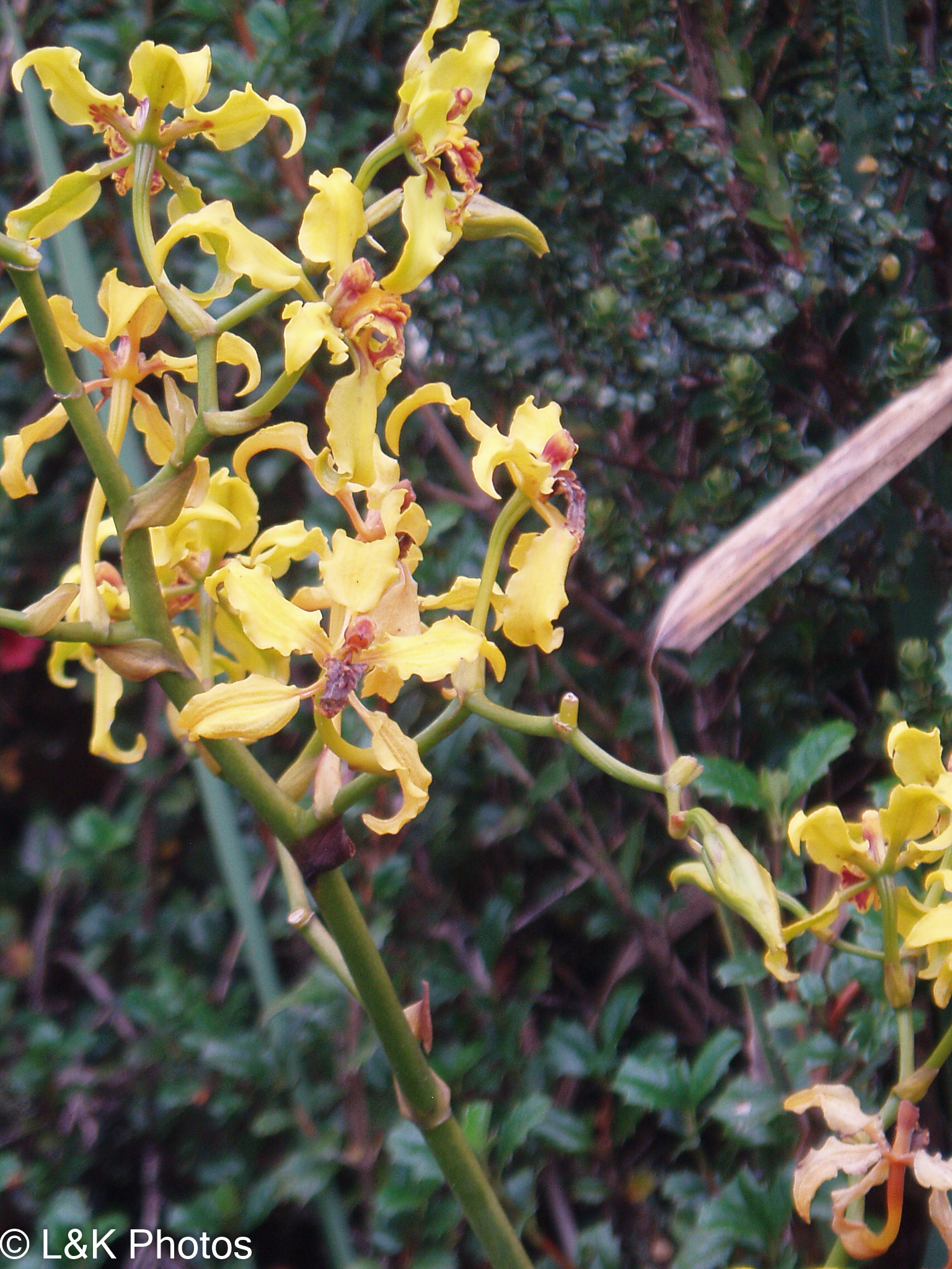 Cyrtochilum compactum (Rchb.f.) Dalström 2