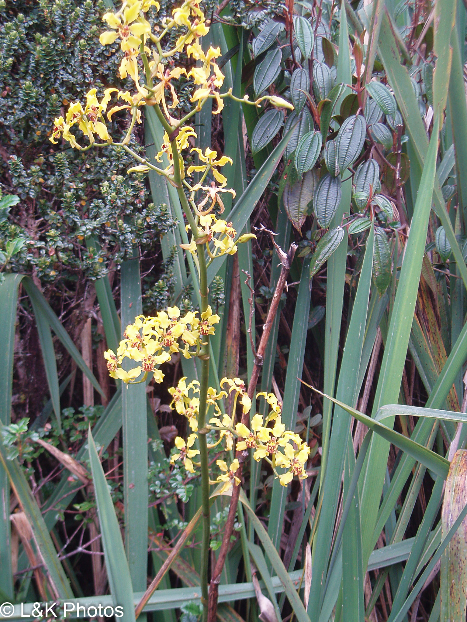 Cyrtochilum compactum (Rchb.f.) Dalström 3