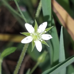 Arenaria lanuginosa
