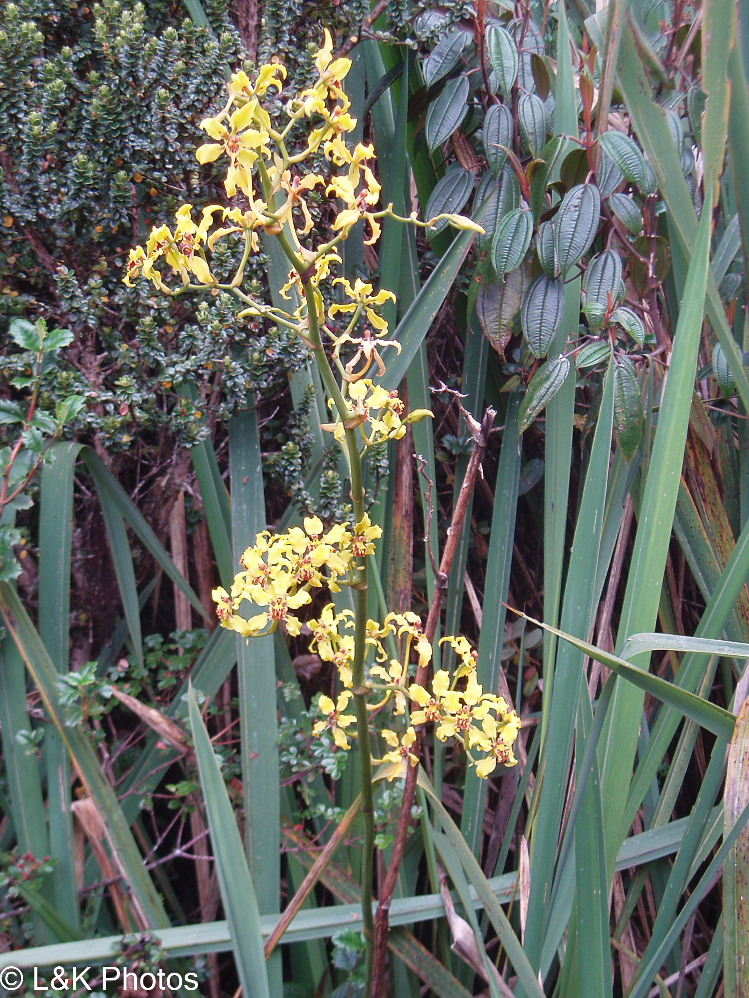 Cyrtochilum compactum (Rchb.f.) Dalström 4