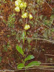 Senecio praeruptorum