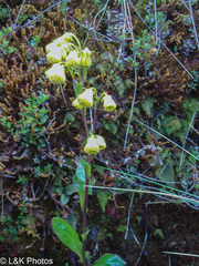 Senecio praeruptorum