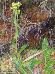 Senecio praeruptorum
