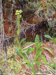 Senecio praeruptorum
