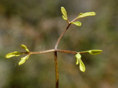 Clematis quadribracteolata