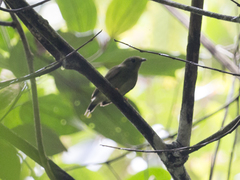 Chiroxiphia lanceolata