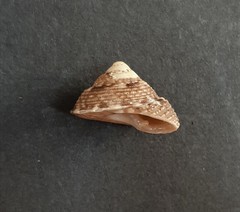 Clanculus brunneus