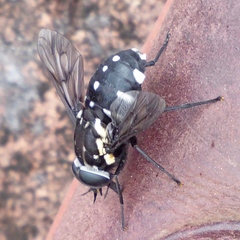Triclista guttata