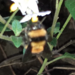 Bombus robustus