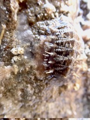 Mopalia porifera