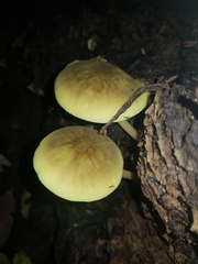 Pluteus pauperculus