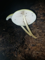 Pluteus pauperculus