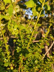 Lepidoceras chilense