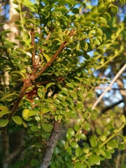 Lepidoceras chilense