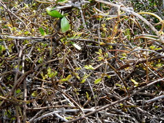 Clematis quadribracteolata