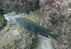 Plectroglyphidodon marginatus