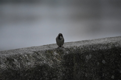 Passer domesticus