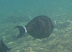Acanthurus blochii