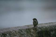Passer domesticus