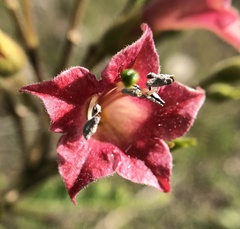 Nicotiana tomentosa