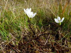 Gentianella montana montana