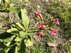 Nicotiana tomentosa