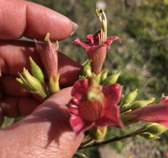 Nicotiana tomentosa