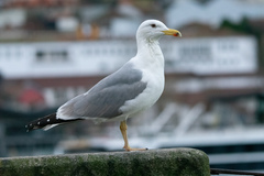 Larus michahellis