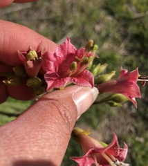 Nicotiana tomentosa