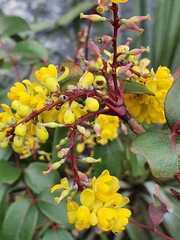 Berberis gracilis