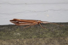 Psychoglypha bella