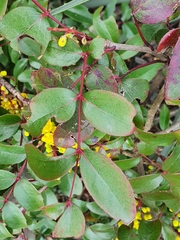 Berberis gracilis