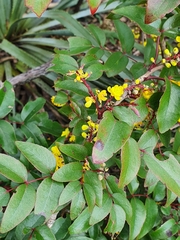 Berberis gracilis