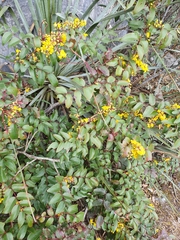 Berberis gracilis