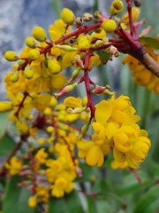 Berberis gracilis