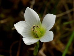 Gentianella montana montana