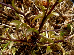 Gentianella montana montana