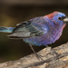 Varied Bunting - Photo (c) Lee Hoy, some rights reserved (CC BY-NC-ND)