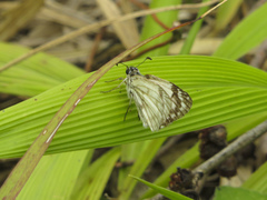 Heliopetes omrina