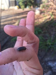 Armadillidium vulgare