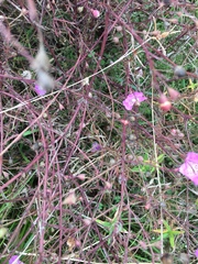 Agalinis strictifolia
