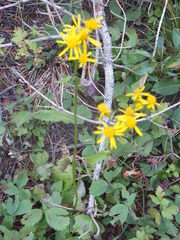 Packera pseudaurea
