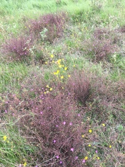 Agalinis strictifolia