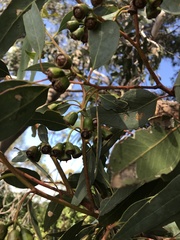 Eucalyptus occidentalis