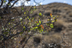 Prunus fremontii